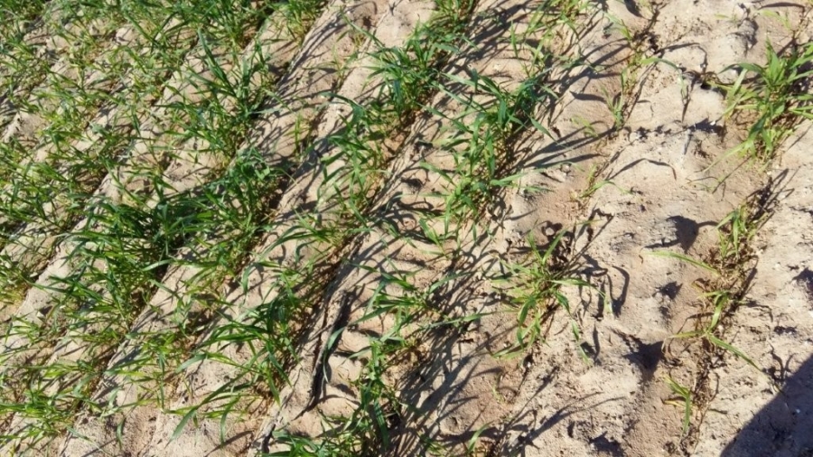 3 Bedroom Property for Sale in Hopefield Rural Western Cape